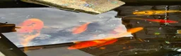 Koi Carp fish for sale: Koi carp x 4 1 grass carp 2 tri goldfish 7 fish  - Advert 11
