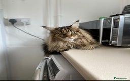 Maine Coon cats for sale: 5 year maincoon for rehoming  - Image 7