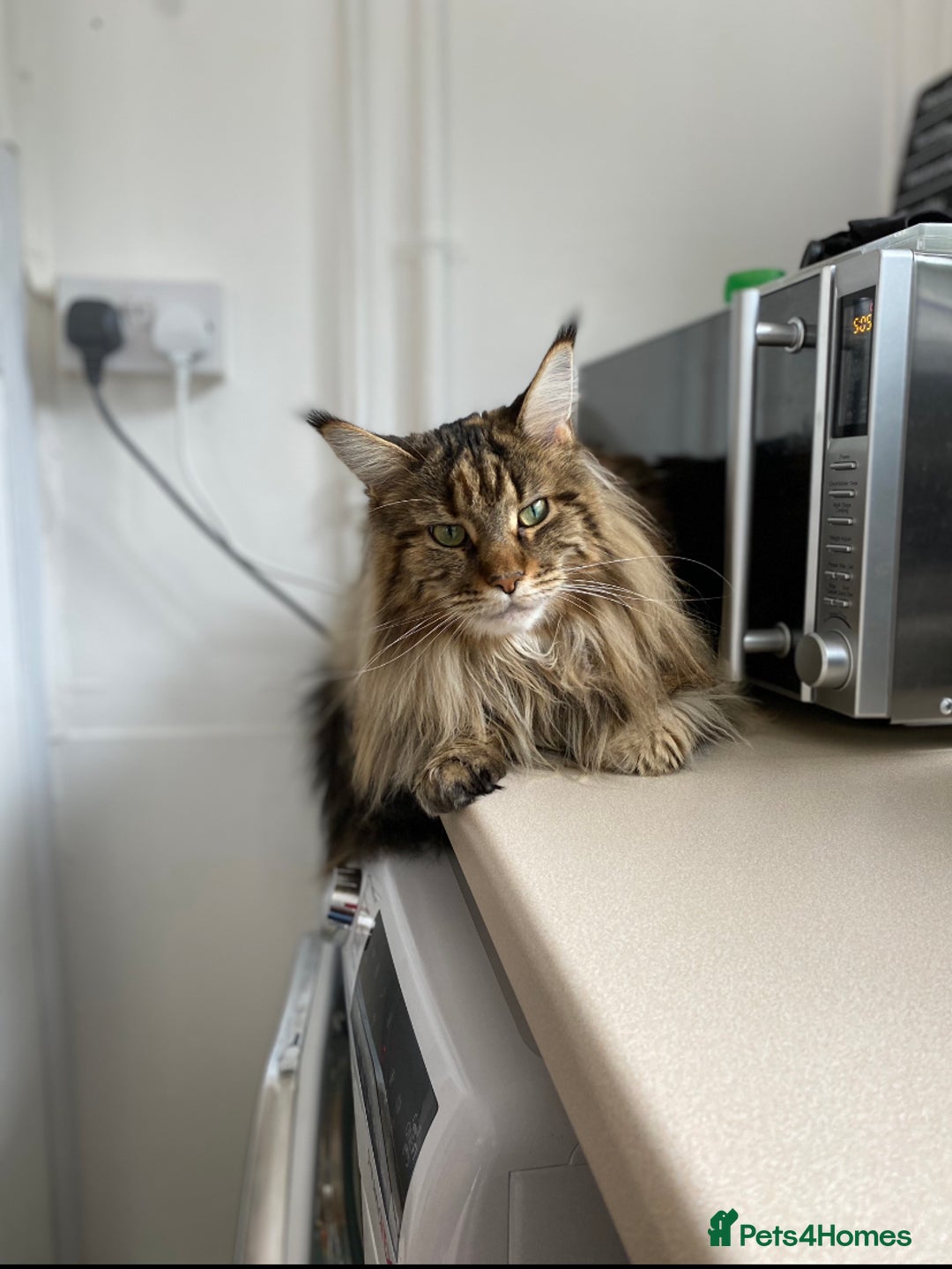Maine Coon cats for sale: 5 year maincoon for rehoming  - Image 7