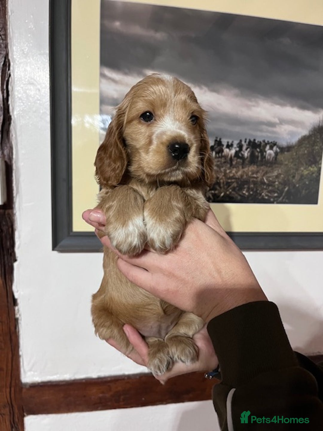 Cocker Spaniel dogs for sale: KC registered Health tested Show cocker spaniels - Advert 1