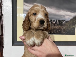 Cocker Spaniel dogs KC registered Health tested Show cocker spaniels - Advert 1