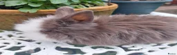 Lionhead rabbits for sale: STUNNING DOUBLE/ TEDDY LION BABIES  - Advert 5