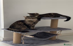 Mixed Breed cats for sale: Mum and son cat for sale ASAP - Image 3