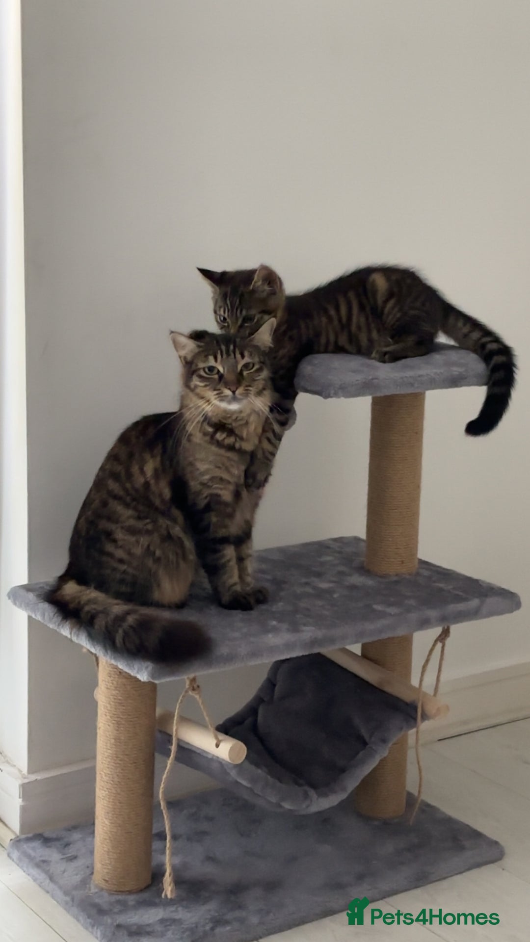 Mixed Breed cats for sale: Mum and son cat for sale ASAP - Image 3
