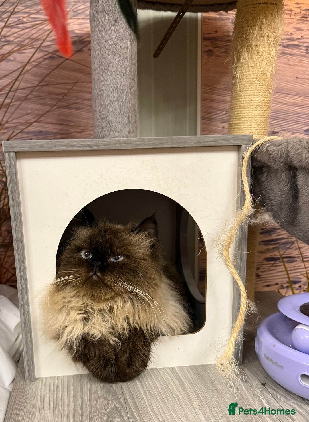 Persian cats for sale: Himalayan Persian Boy  - Advert 6