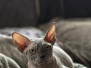 Sphynx cats EmaidacanadianSphinx - Advert 7