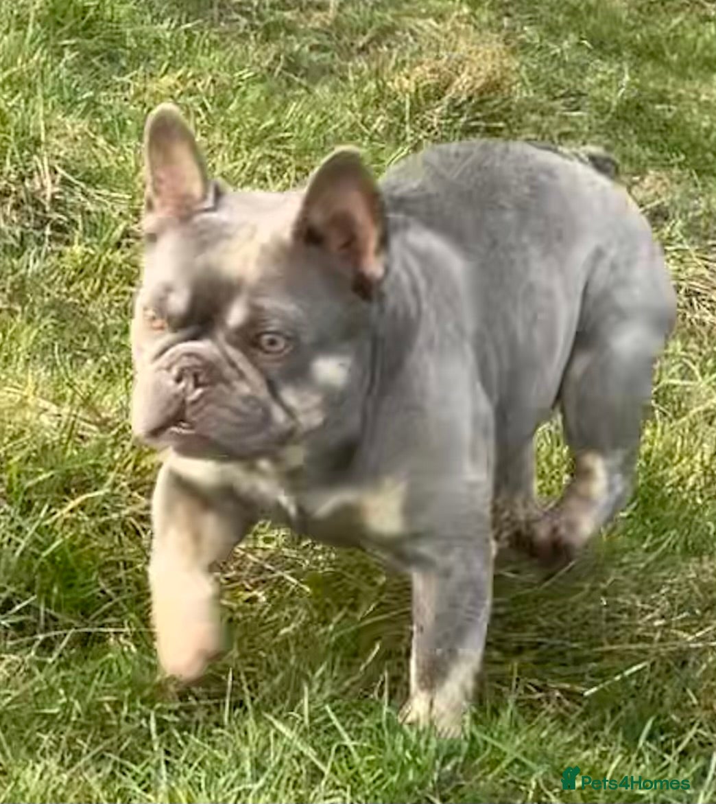 French Bulldog dogs KC REGISTERED HEALTH TESTED FRENCH BULLDOGS  - Advert 12