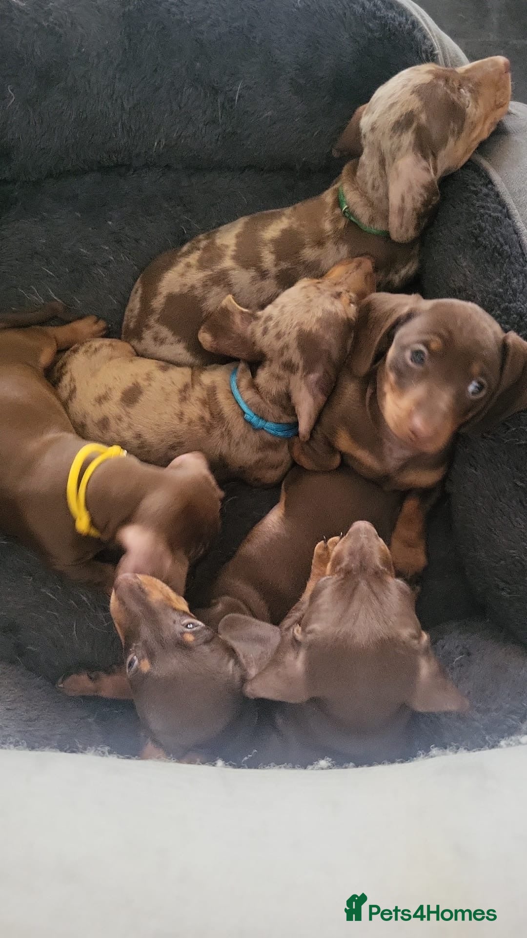 Dachshund dogs 6 mini dachshunds looking for there forever home  - Advert 5