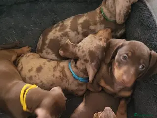Dachshund dogs 6 mini dachshunds looking for there forever home - Advert 5