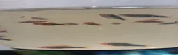 Swordtails fish for sale: Healthy Home-Bred Swordtail Juveniles in Stockport - Advert 7