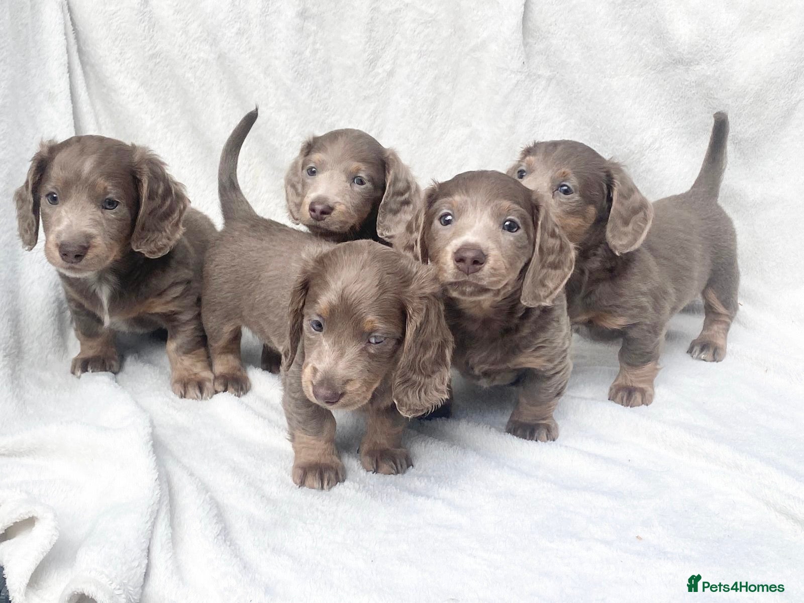 Miniature Dachshund dogs Quality kc mini long haired Isabella tan pups - Advert 1