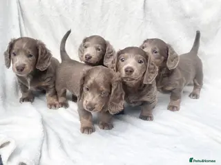 Miniature Dachshund dogs Quality kc mini long haired Isabella tan pups - Advert 1