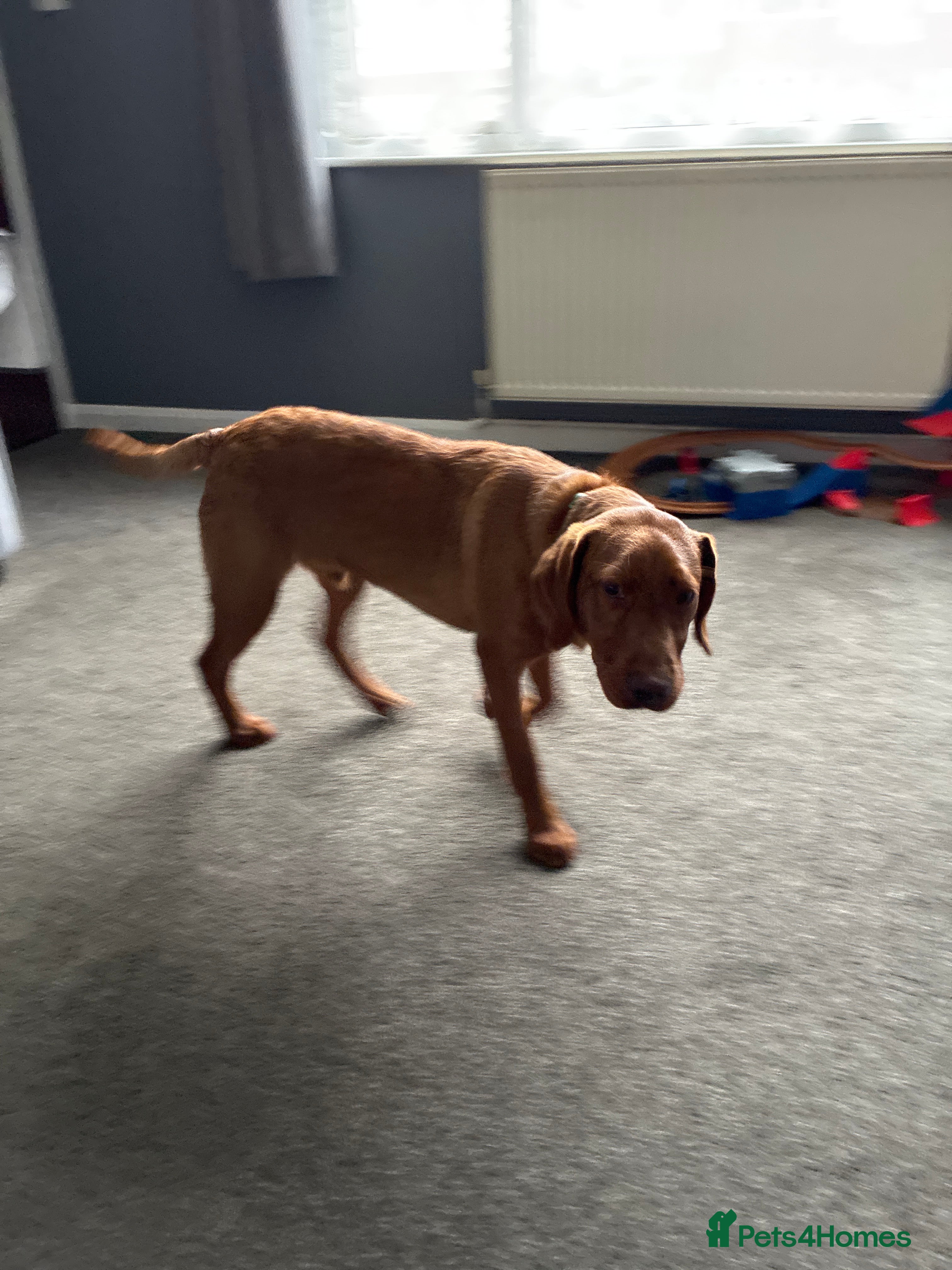 Labrador Retriever dogs Fox red Labrador  - Advert 2