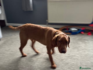 Labrador Retriever dogs Fox red Labrador - Advert 2