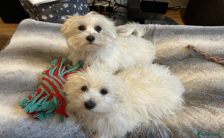Maltese dogs in Bury - Advert 2