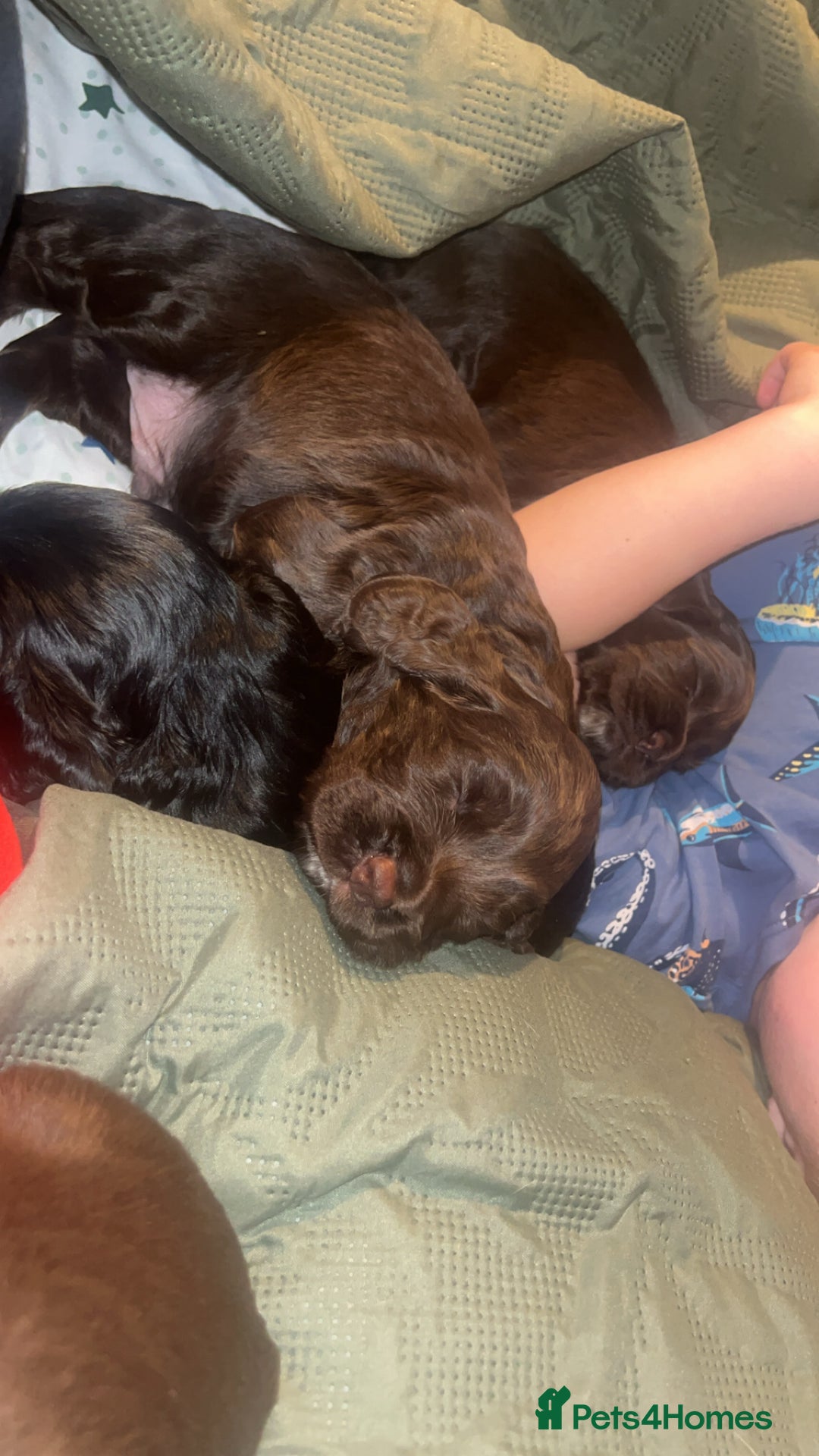 Sprocker dogs for sale: ONE BLACK BOY LEFT❤️‍🩹 - Advert 32