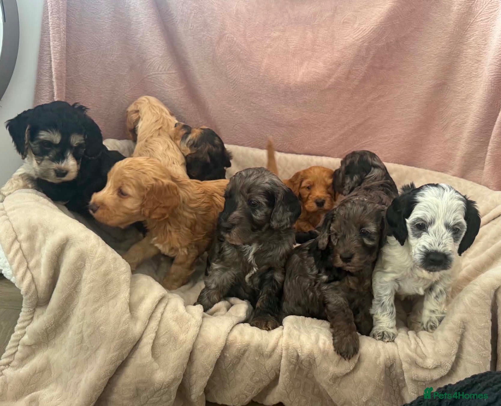 Cockapoo dogs Beautiful f1 cockapoo puppies  - Advert 2
