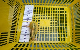 Koi Carp fish for sale: UK koi carp  - Image 17