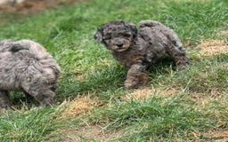 Cockapoo dogs for sale: 🌟 ADORABLE Cockapoo puppies 🌟 ready to leave 🐾 - Image 5