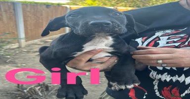Mixed Breed dogs - Advert 6