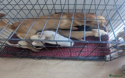 Chipoo dogs for sale: Chihuahua cross poodle puppies  - Image 9