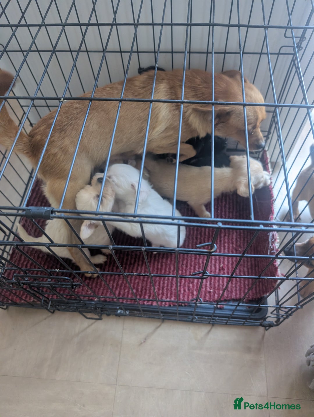 Chipoo dogs for sale: Chihuahua cross poodle puppies  - Image 9