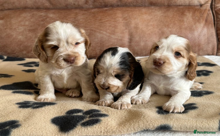 Cocker Spaniel dogs - Advert 5