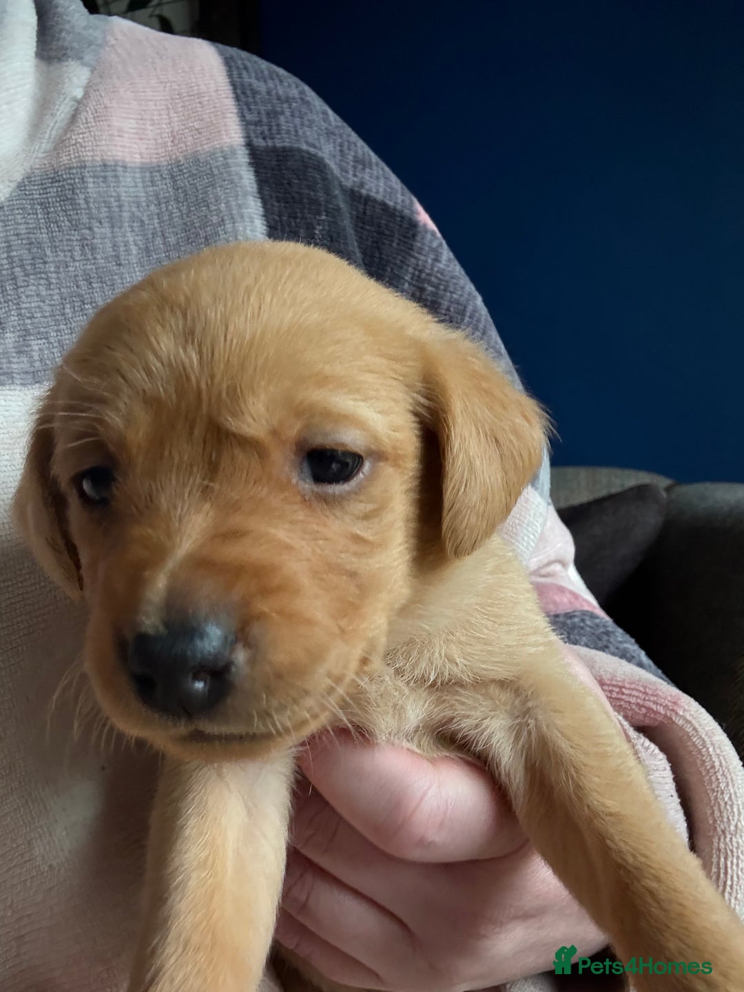 Labrador Retriever dogs for sale: Fox Labrador retriever puppies - Image 7