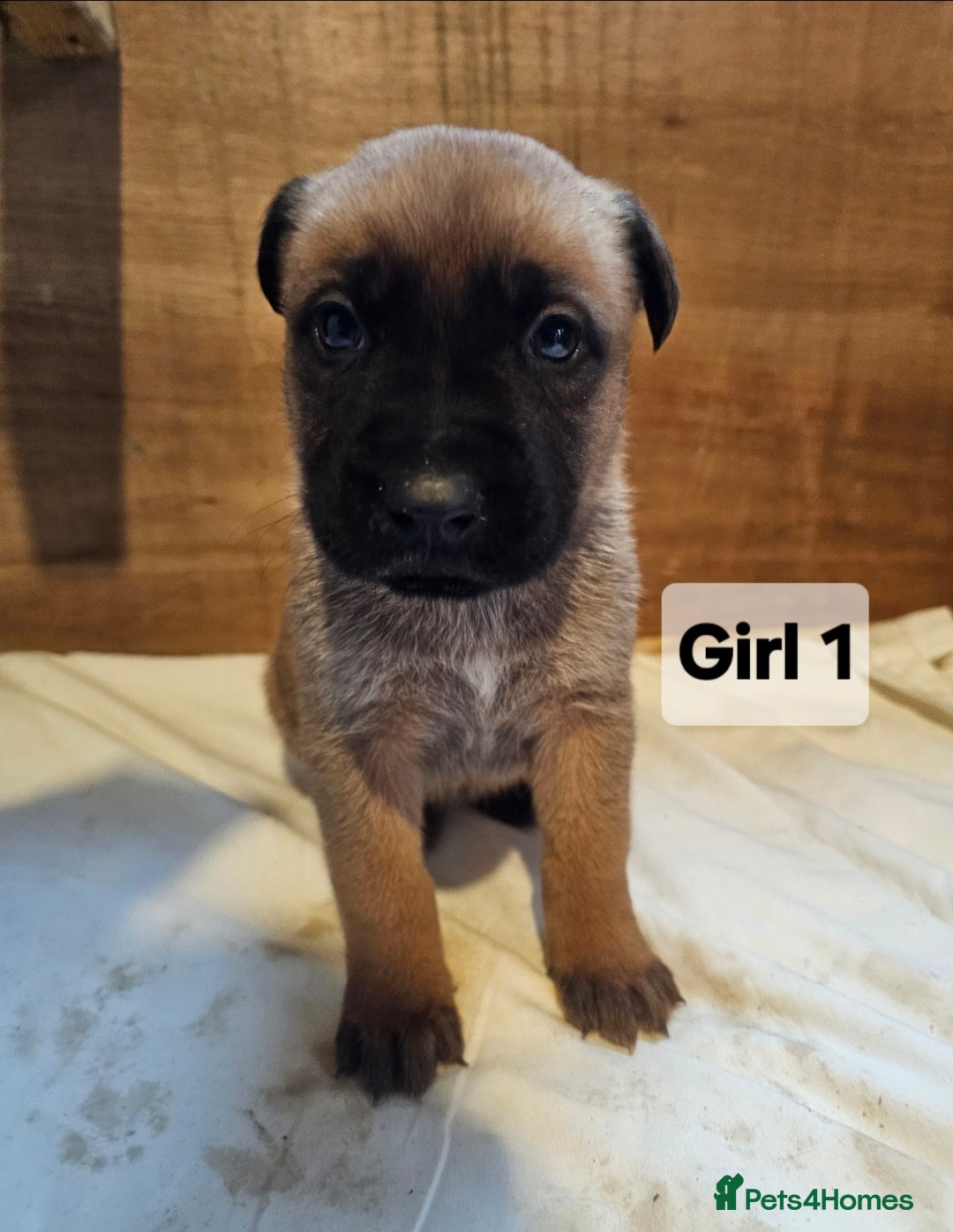 Mixed Breed dogs for sale: German shepard x rottweiler pups - Advert 2