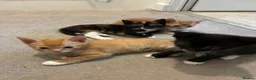 Mixed Breed cats for sale: 4 cute kittens  - Advert 8