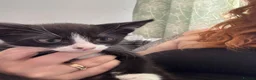 Mixed Breed cats for sale: Last kitten ready to go  - Advert 3