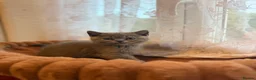 British Shorthair cats for sale: Lovely fully british short hair kittens - Advert 9