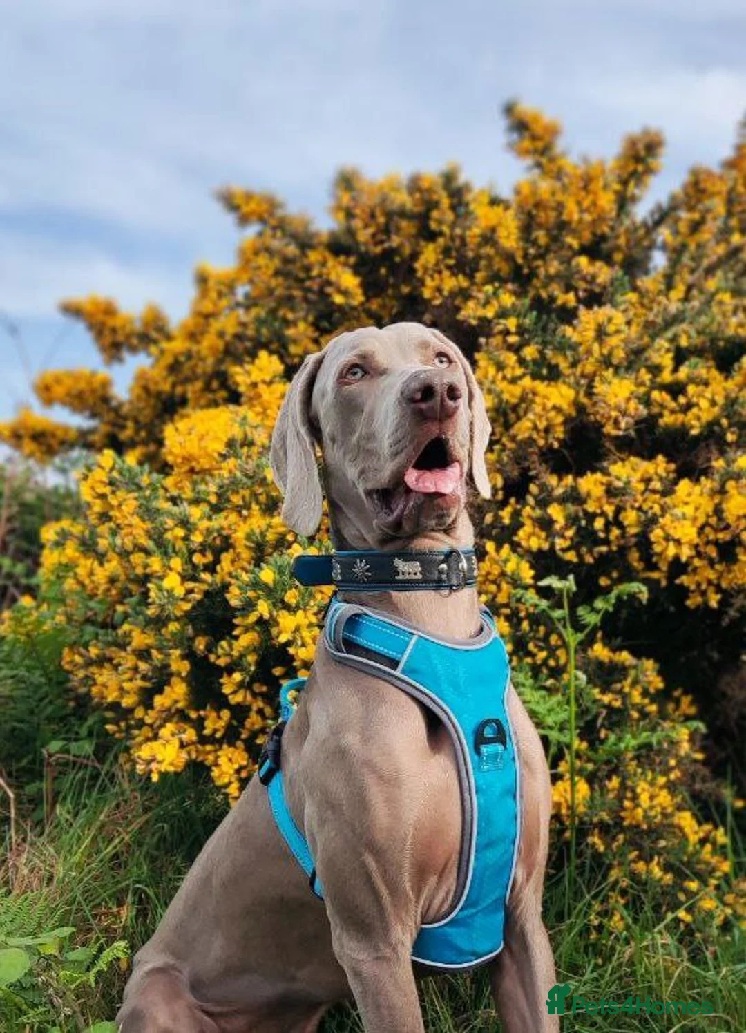 Weimaraner dogs for stud: 🌟Superb🌟Proven🌟Hip Scored🌟KC in Woodbridge - Advert 3