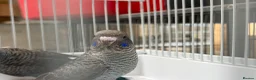 Budgerigars birds for sale: BFBW budgies and other mutations  - Advert 6
