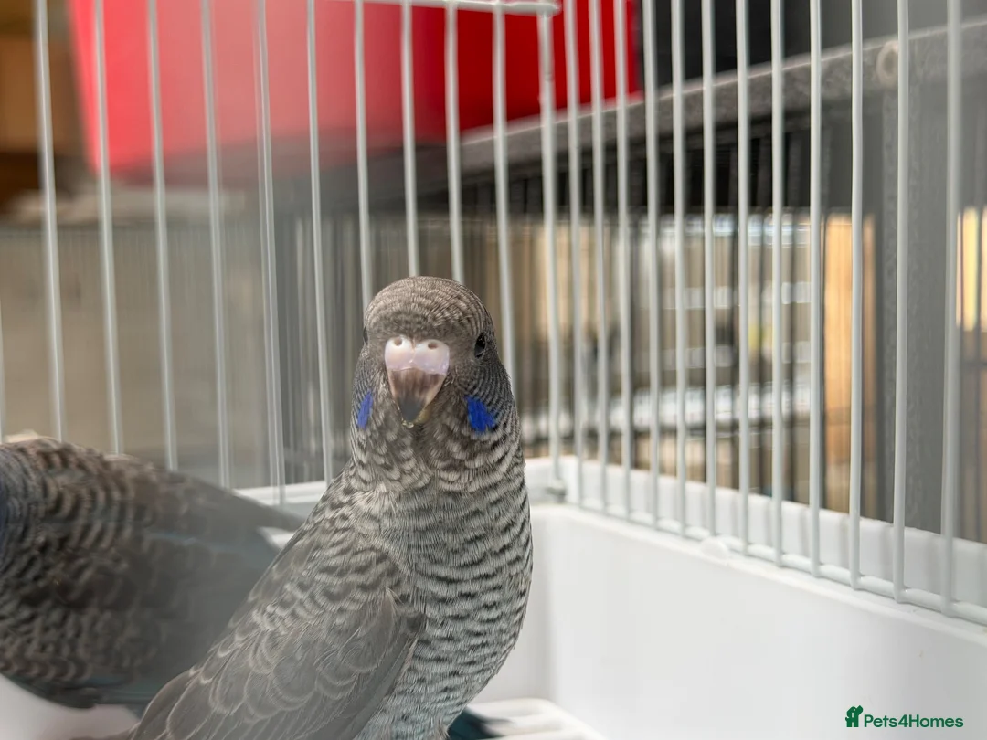 Budgerigars birds for sale: BFBW budgies and other mutations  - Advert 6