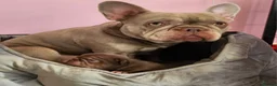 French Bulldog dogs for stud: 🩷🩷🩷FLUFFY Pink carrier ☁️French Bulldog STUD 🩷 - Advert 6