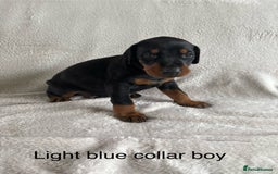 Dobermann dogs for sale: Beautiful European KC reg Doberman Puppies - Image 17