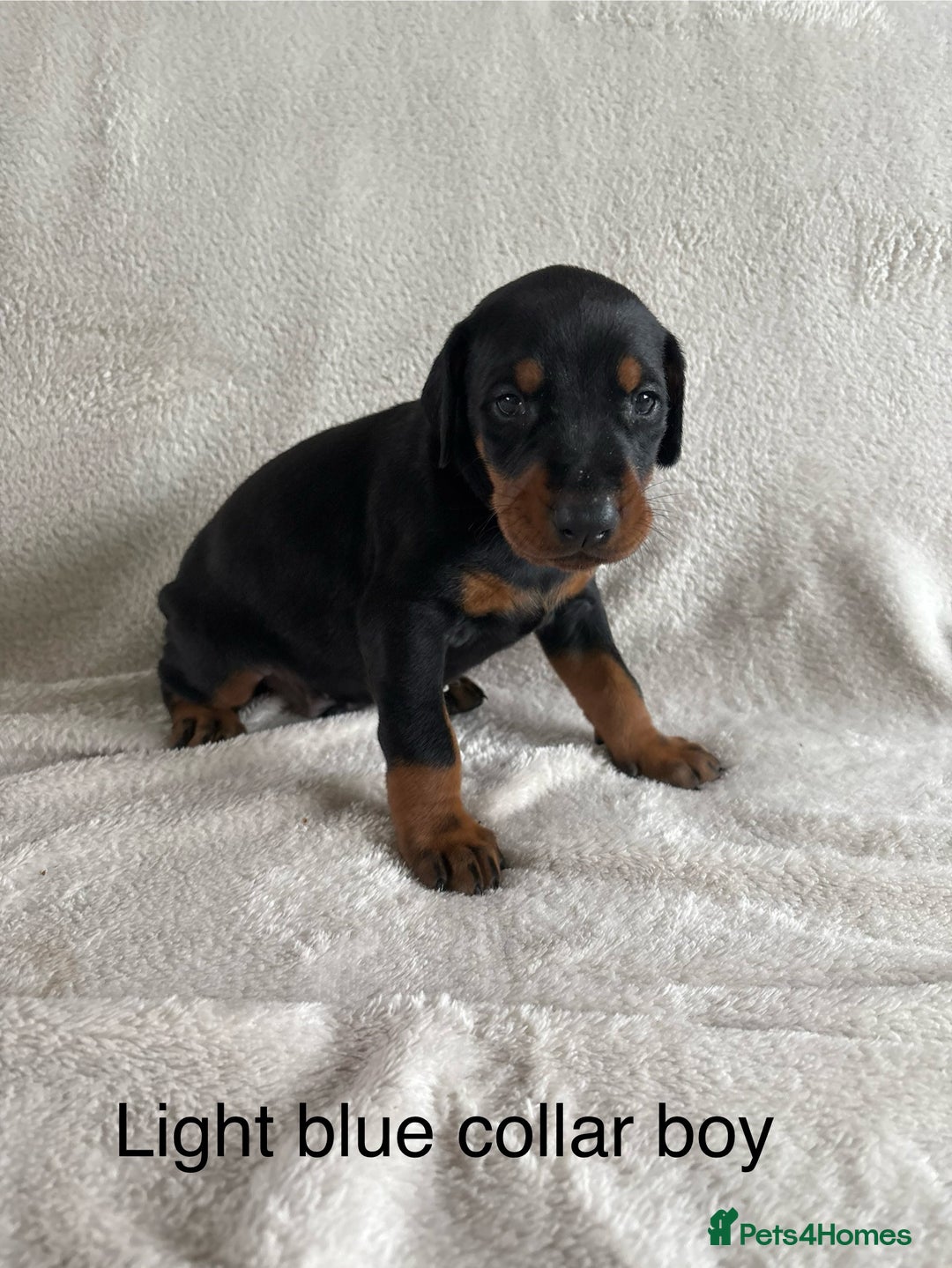 Dobermann dogs for sale: Beautiful European KC reg Doberman Puppies - Image 17