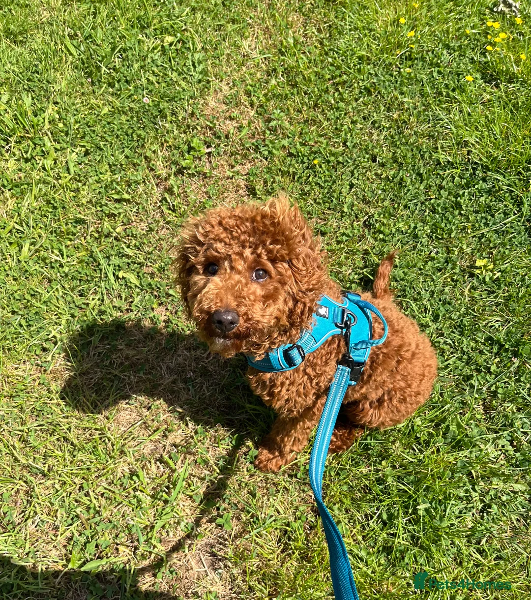 Cavapoo dogs for sale:  EXTRA TINY & CURLY female F2 toy cavapoo puppies - Advert 2