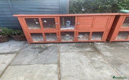 English Lop rabbits for sale:  rabbit plus hutch - Image 10