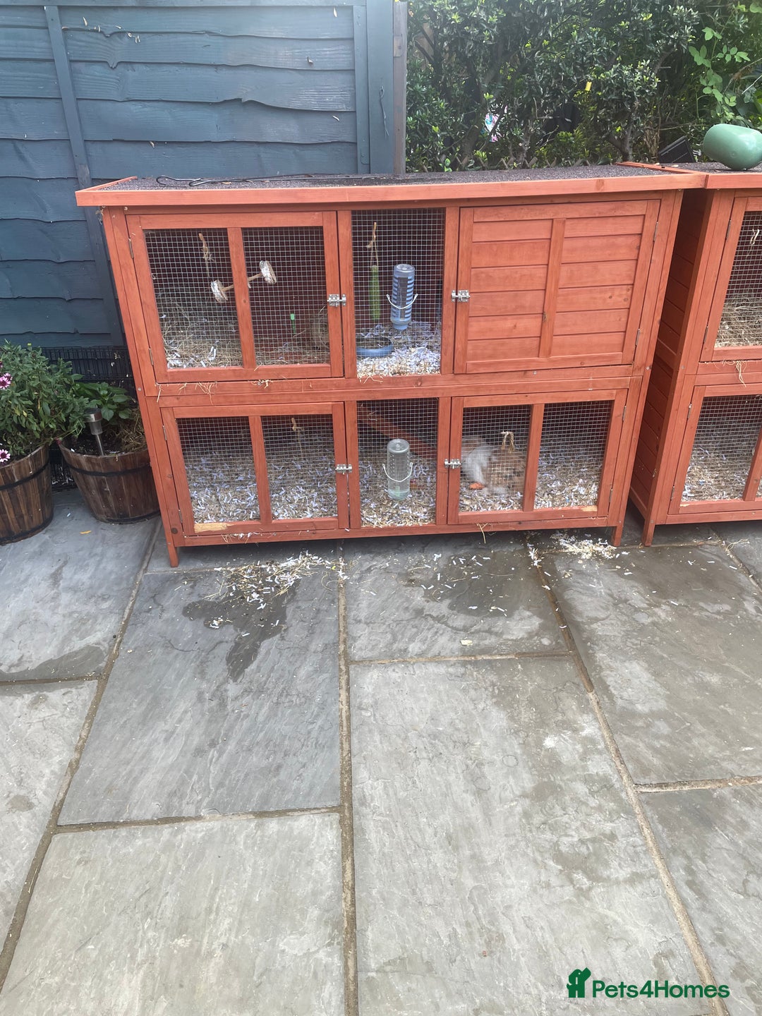 English Lop rabbits for sale:  rabbit plus hutch - Image 10