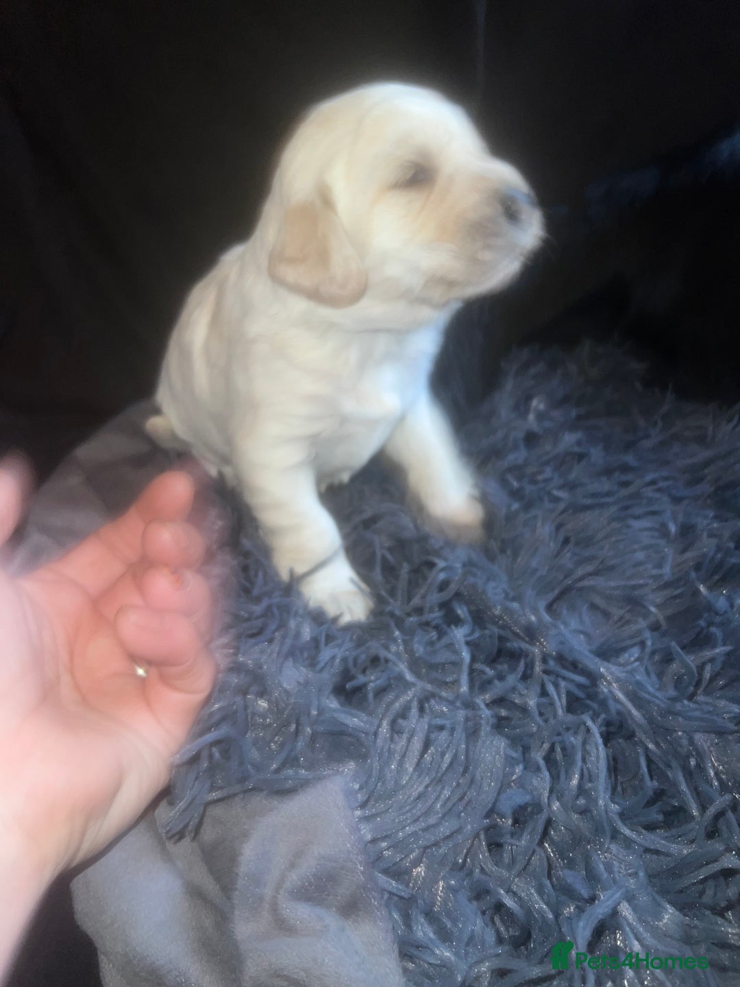 Mixed Breed dogs for sale: 9 BEAUTIFUL CHUNKY LABRADOR/COCKAPOO  - Image 3