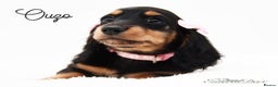 Miniature Dachshund dogs for stud: Miniature Black and Tan Piebald Stud in Rochford - Advert 8