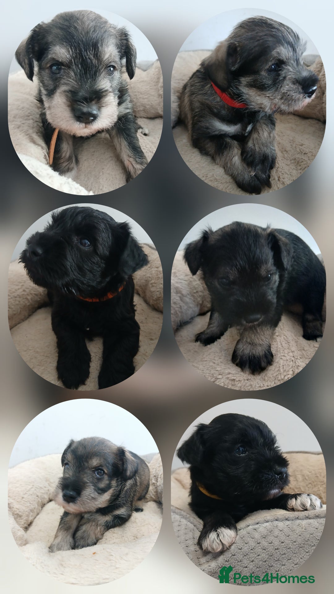 Miniature Schnauzer dogs for sale: Beautiful miniature shnauzers  - Image 2