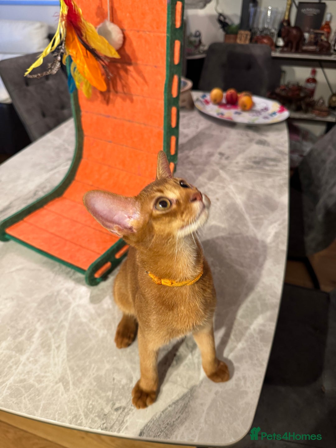 Abyssinian cats for sale: Abyssinian kittens looking for their new home - Image 30