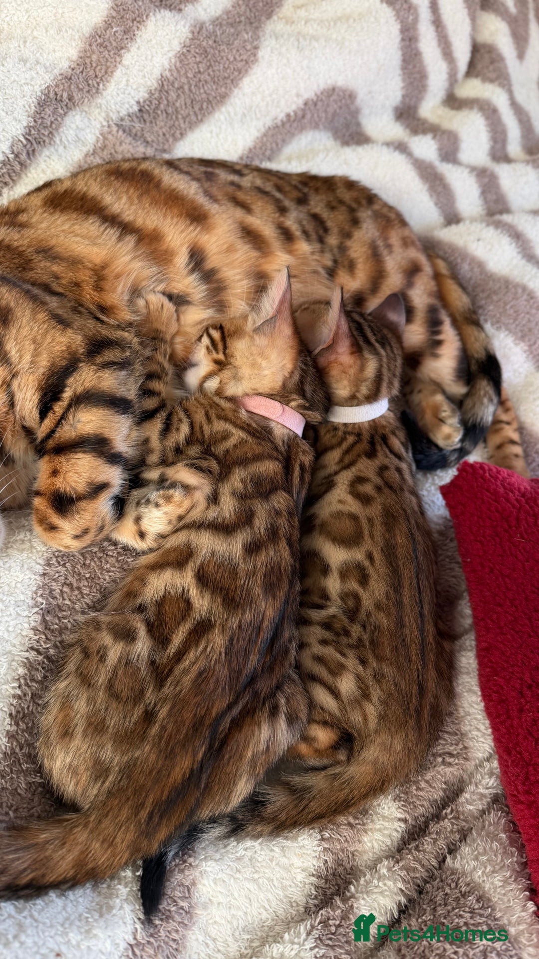 Bengal cats for sale: Adorable Female Bengal Kitten TICA  - Advert 10