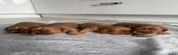Cavalier King Charles Spaniel dogs for sale: KC Ruby Cavalier King Charles Spaniel Puppies - Advert 2