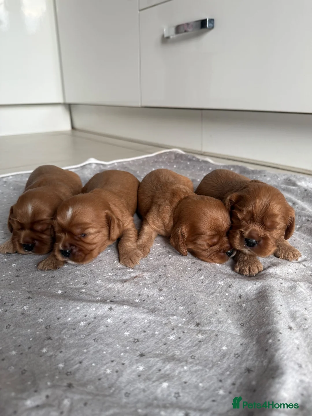 Cavalier King Charles Spaniel dogs for sale: KC Ruby Cavalier King Charles Spaniel Puppies - Advert 2
