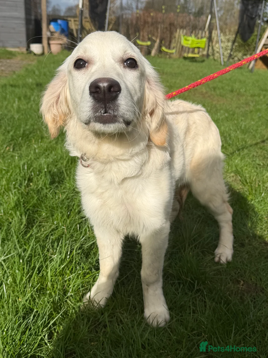 Golden Retriever dogs for sale: Beautiful golden retriever  - Advert 2
