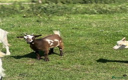 Goats livestock for sale: Speckle and Socks looking for a new home!  - Image 2